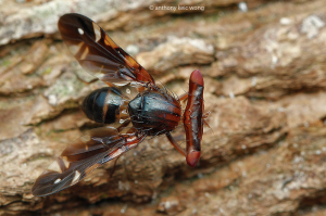 Themara maculipennis (Familie Tephritidae)       